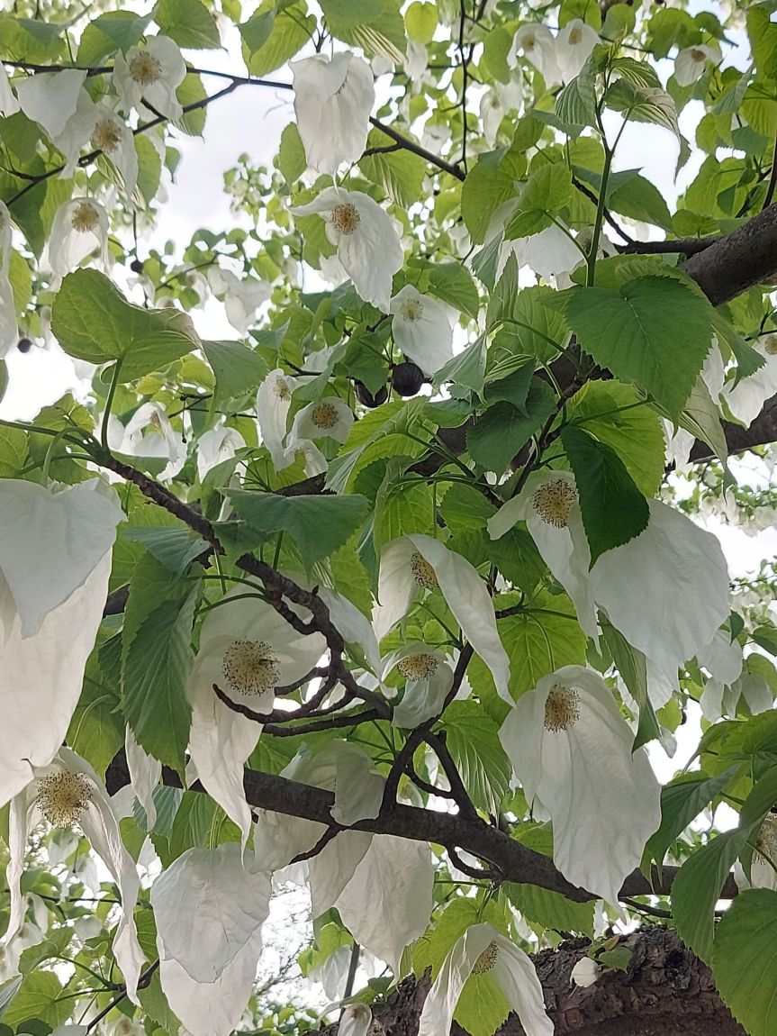Der Taschentuchbaum